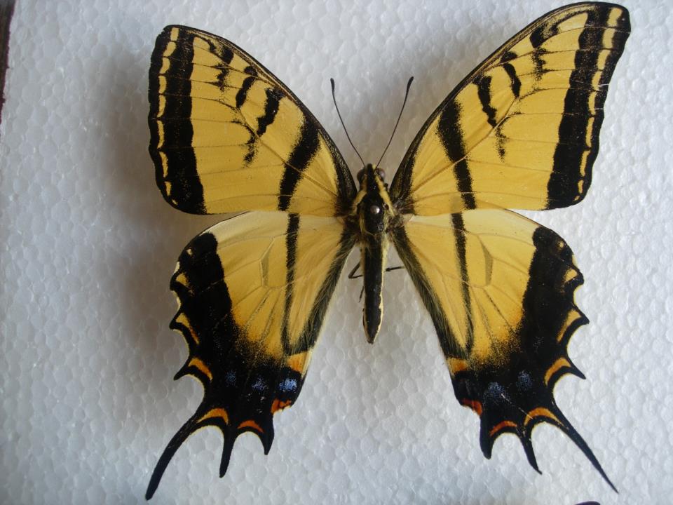 Papilio multicaudata (aberration) (Internet Image property of respective owner, non-commercial use only)